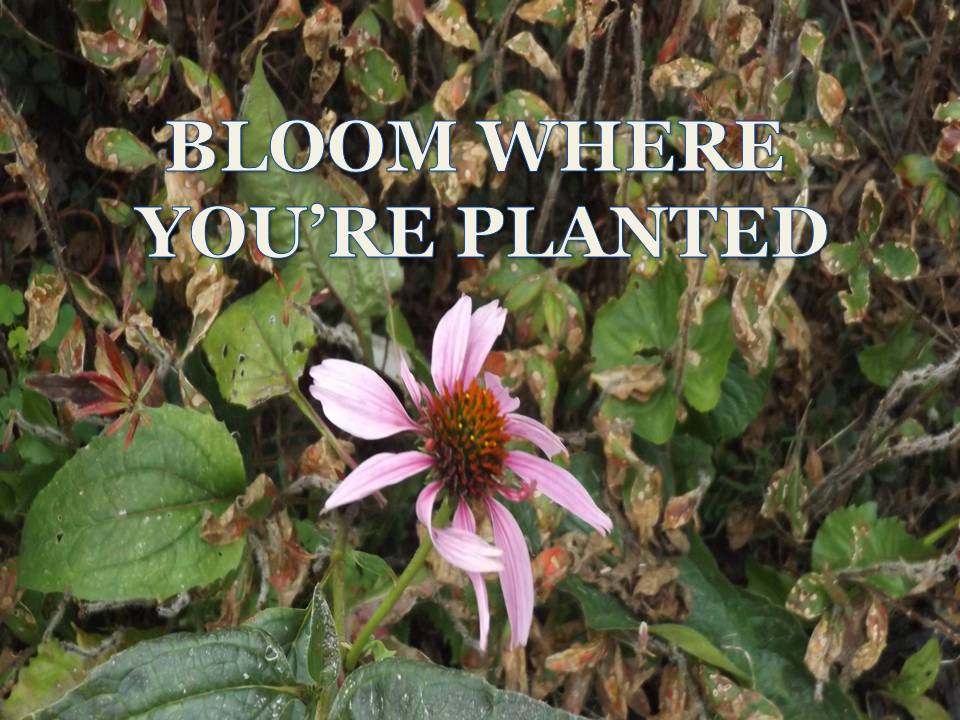 BLOOM WHERE YOU’RE&nbsp;PLANTED