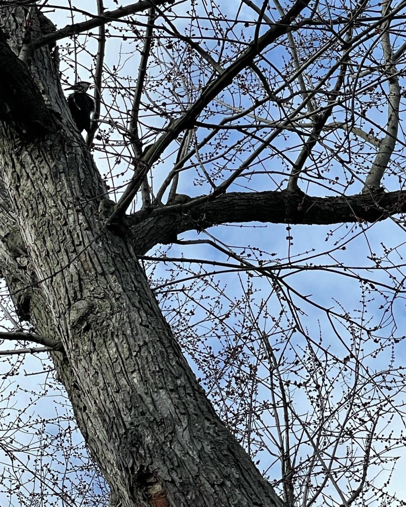 A close-up view of a tree trunk with thin branches and budding leaves against a blue sky, featuring a woodpecker perched on one of the branches.