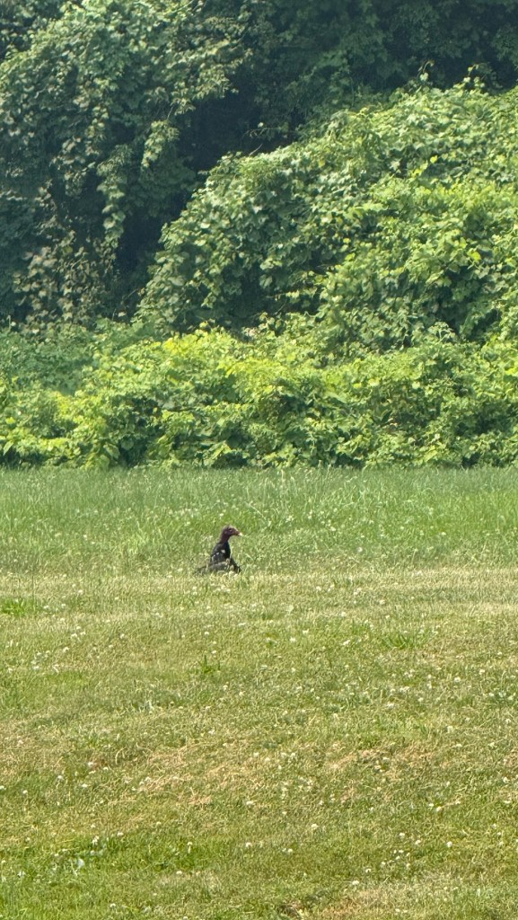 A bird foraging on a grassy field with lush green foliage in the background.